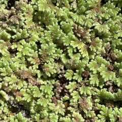 Azolla filiculoides (TBC) at suppressed - 30 Aug 2022 by JaneR