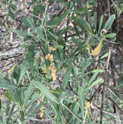 Chenopodium nitrariaceum (Nitre Goosefoot) at Murtho, SA - 30 Aug 2022 by JaneR