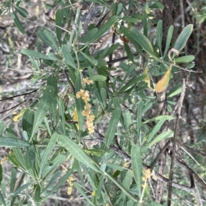 Chenopodium nitrariaceum at Murtho, SA - 30 Aug 2022