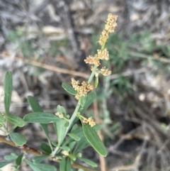 Chenopodium nitrariaceum at Murtho, SA - 30 Aug 2022 01:39 PM