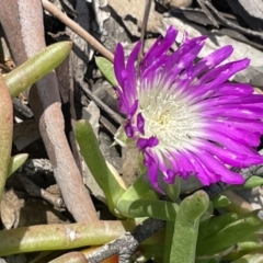 Disphyma crassifolium subsp. clavellatum (TBC) at Murtho, SA - 30 Aug 2022 by JaneR