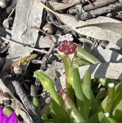 Disphyma crassifolium subsp. clavellatum at Murtho, SA - 30 Aug 2022 01:38 PM