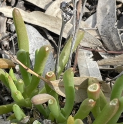 Disphyma crassifolium subsp. clavellatum at Murtho, SA - 30 Aug 2022 01:38 PM