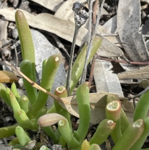 Disphyma crassifolium subsp. clavellatum at Murtho, SA - 30 Aug 2022 01:38 PM