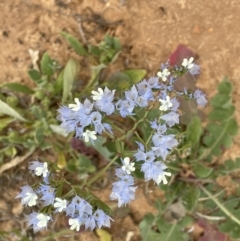 Limonium lobatum at Murtho, SA - 30 Aug 2022 by JaneR