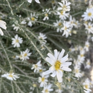 Olearia pimeleoides at Murtho, SA - 30 Aug 2022