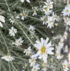 Olearia pimeleoides (TBC) at suppressed - 30 Aug 2022 by JaneR