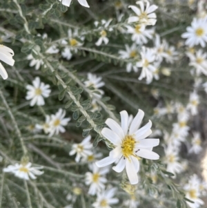Olearia pimeleoides (TBC) at suppressed by JaneR