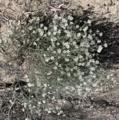 Olearia pimeleoides at Murtho, SA - 30 Aug 2022