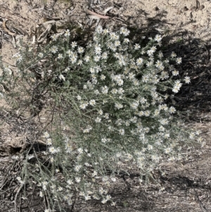 Olearia pimeleoides at Murtho, SA - 30 Aug 2022