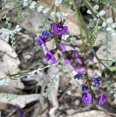 Swainsona microphylla (Small-leaved Swainson-Pea) at Murtho, SA - 30 Aug 2022 by JaneR