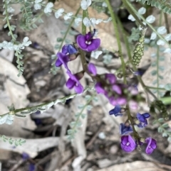 Swainsona microphylla (Small-leaved Swainson-Pea) at Murtho, SA - 30 Aug 2022 by JaneR