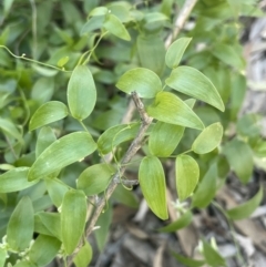 Asparagus asparagoides (Bridal Creeper, Florist's Smilax) at Calperum Station, SA - 31 Aug 2022 by JaneR