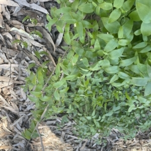 Asparagus asparagoides at Calperum Station, SA - 31 Aug 2022