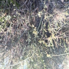 Unidentified Other Shrub (TBC) at Calperum Station, SA - 31 Aug 2022 by JaneR