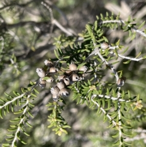 Melaleuca lanceolata at Calperum Station, SA - 31 Aug 2022 10:37 AM