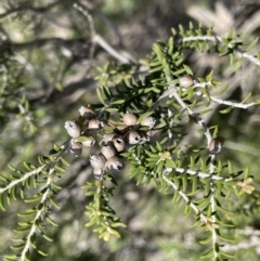 Melaleuca lanceolata (Dryland Tea-tree) at Calperum Station, SA - 31 Aug 2022 by JaneR