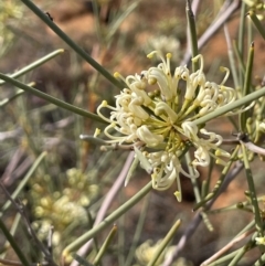 Unidentified Other Shrub (TBC) at Murtho, SA - 1 Sep 2022 by JaneR