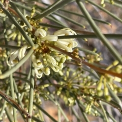 Hakea leucoptera at Murtho, SA - 1 Sep 2022 02:43 PM