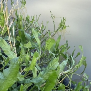 Rumex bidens at suppressed - 1 Sep 2022