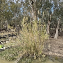 Arundo donax (Spanish Reed, Giant Reed) at Chowilla, SA - 2 Sep 2022 by JaneR