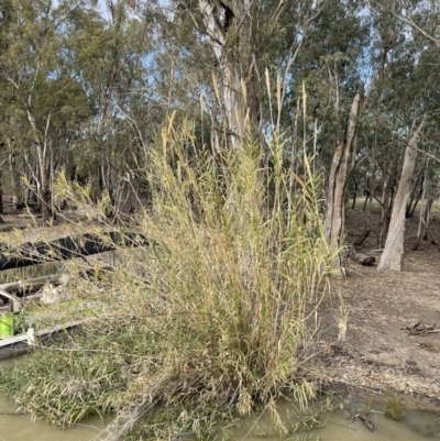 Arundo donax (Spanish Reed, Giant Reed) at Chowilla, SA - 1 Sep 2022 by JaneR