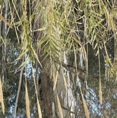 Arundo donax at Chowilla, SA - 2 Sep 2022 08:49 AM