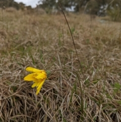 Microseris walteri (Yam Daisy, Murnong) at Bullen Range - 9 Sep 2022 by HelenCross