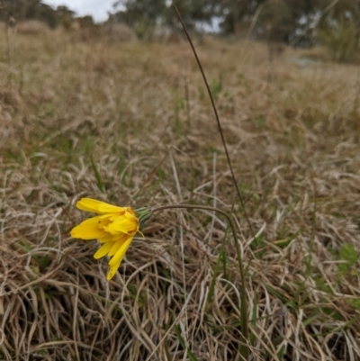 Microseris walteri (Yam Daisy, Murnong) at Stromlo, ACT - 9 Sep 2022 by HelenCross