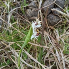 Wurmbea dioica subsp. dioica (Early Nancy) at Stromlo, ACT - 9 Sep 2022 by HelenCross