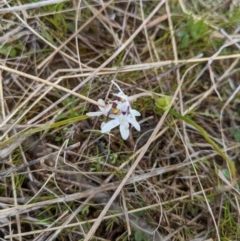 Wurmbea dioica subsp. dioica at Stromlo, ACT - 9 Sep 2022 02:50 PM