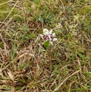 Wurmbea dioica subsp. dioica at Stromlo, ACT - 9 Sep 2022 02:50 PM