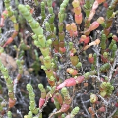Sarcocornia quinqueflora subsp. quinqueflora (Beaded Glasswort) at Chowilla, SA - 1 Sep 2022 by JaneR