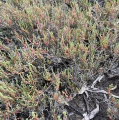 Sarcocornia quinqueflora subsp. quinqueflora at Chowilla, SA - 2 Sep 2022 09:01 AM