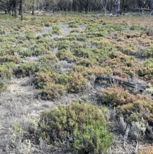 Sarcocornia quinqueflora subsp. quinqueflora at Chowilla, SA - 2 Sep 2022