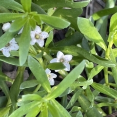 Myoporum parvifolium (TBC) at suppressed - 31 Aug 2022 by JaneR