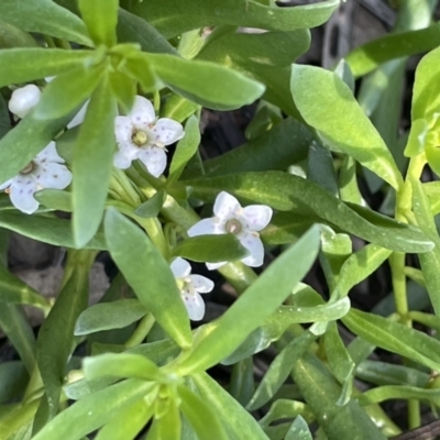 Myoporum parvifolium (Creeping Myoporum) at Calperum Station, SA - 31 Aug 2022 by JaneR