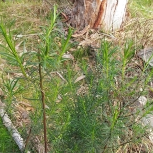 Cassinia quinquefaria at Hawker, ACT - 6 Sep 2022 02:31 PM