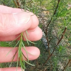 Cassinia quinquefaria at Hawker, ACT - 6 Sep 2022 02:31 PM