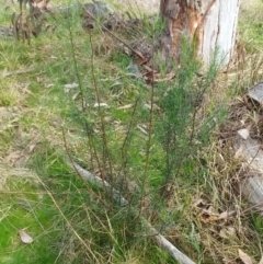 Cassinia quinquefaria at Hawker, ACT - 6 Sep 2022