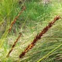 Carex appressa (Tall Sedge) at Molonglo Valley, ACT - 6 Sep 2022 by sangio7