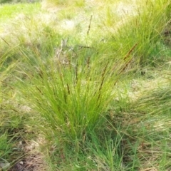 Carex appressa at Molonglo Valley, ACT - 6 Sep 2022