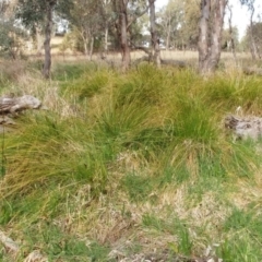 Carex appressa at Molonglo Valley, ACT - 6 Sep 2022 02:54 PM