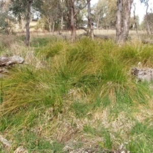 Carex appressa at Molonglo Valley, ACT - 6 Sep 2022 02:54 PM