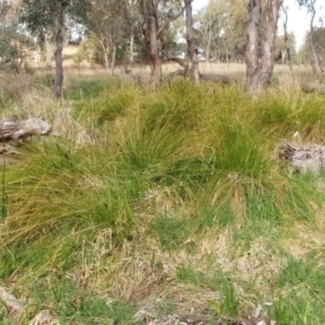 Carex appressa at Molonglo Valley, ACT - 6 Sep 2022