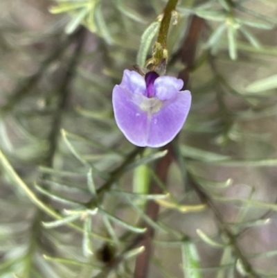 Glycine clandestina (Twining Glycine) at Jerrabomberra, NSW - 10 Sep 2022 by Mavis