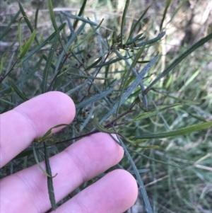 Dodonaea viscosa subsp. angustifolia at Hackett, ACT - 28 Aug 2022