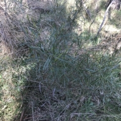 Dodonaea viscosa subsp. angustifolia at Hackett, ACT - 28 Aug 2022 11:55 AM