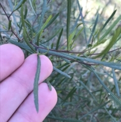 Dodonaea viscosa subsp. angustifolia at Hackett, ACT - 28 Aug 2022 11:55 AM