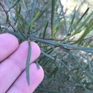 Dodonaea viscosa subsp. angustifolia at Hackett, ACT - 28 Aug 2022